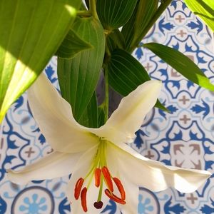 Meet your Posher, Stargazer